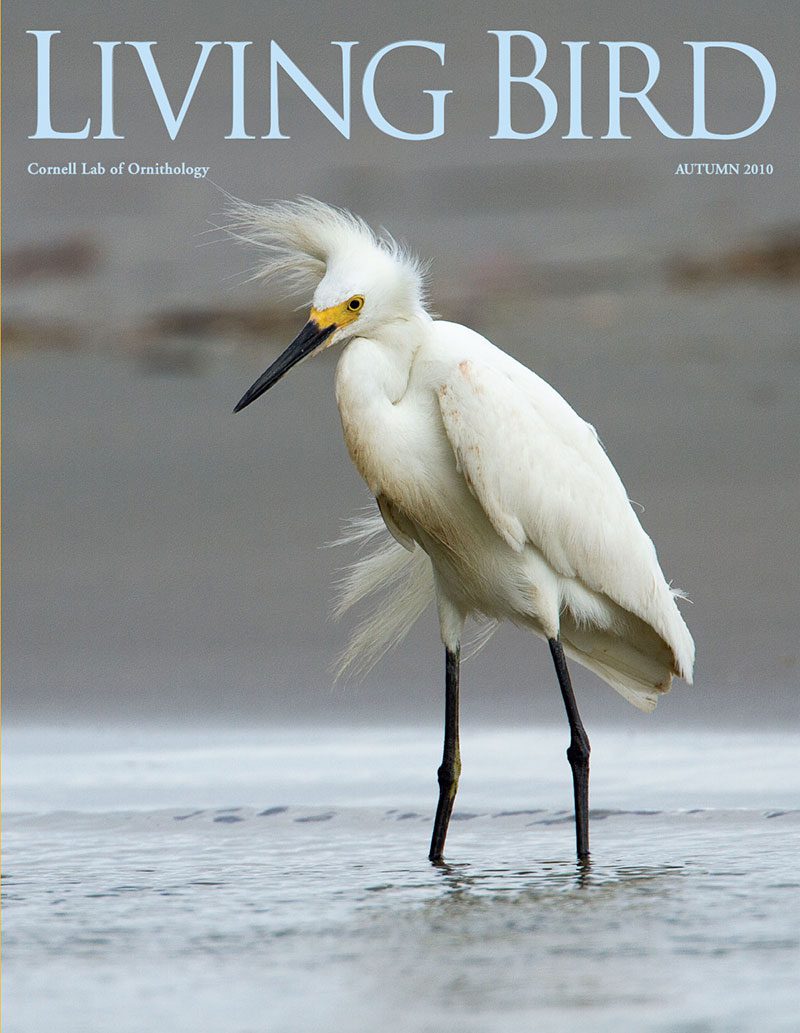 View the Autumn 2010 issue of Living Bird