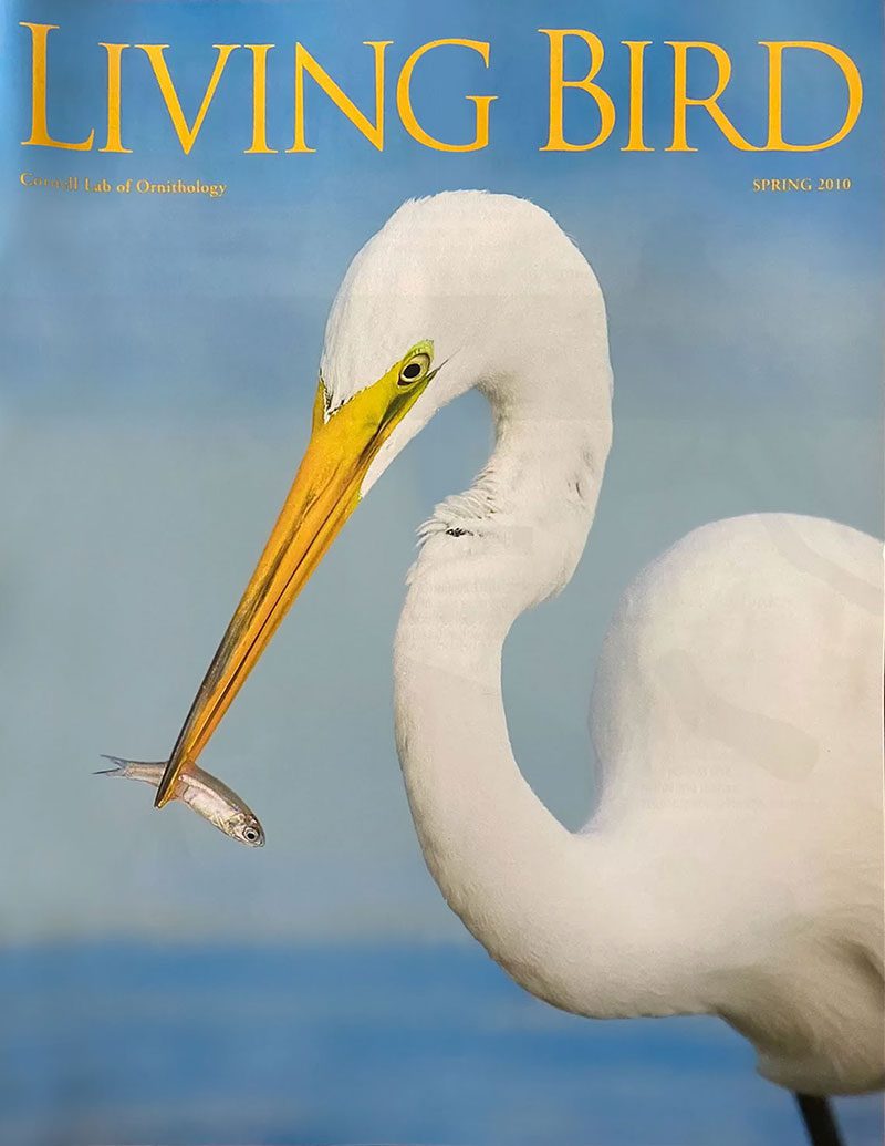 View the Spring 2010 issue of Living Bird