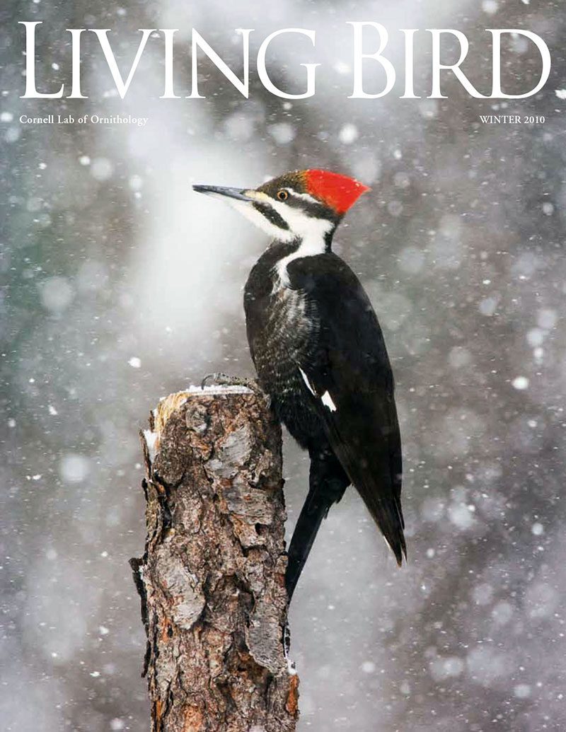 View the Winter 2010 issue of Living Bird