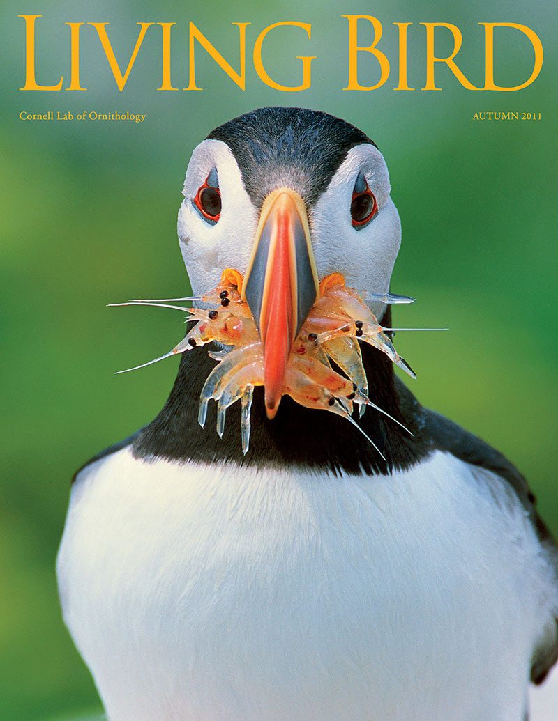 View the Autumn 2011 issue of Living Bird