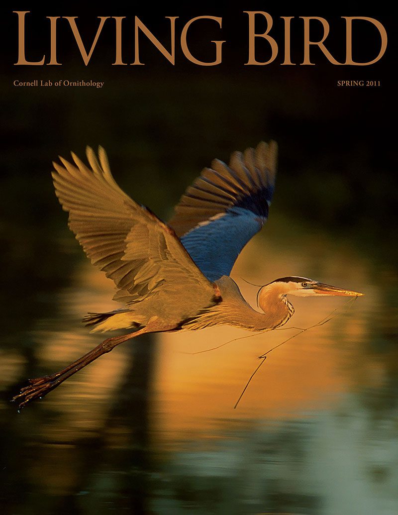 View the Spring 2011 issue of Living Bird