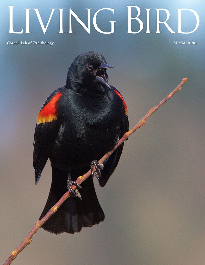 View the Summer 2011 issue of Living Bird