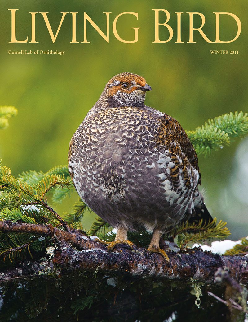 View the Winter 2011 issue of Living Bird