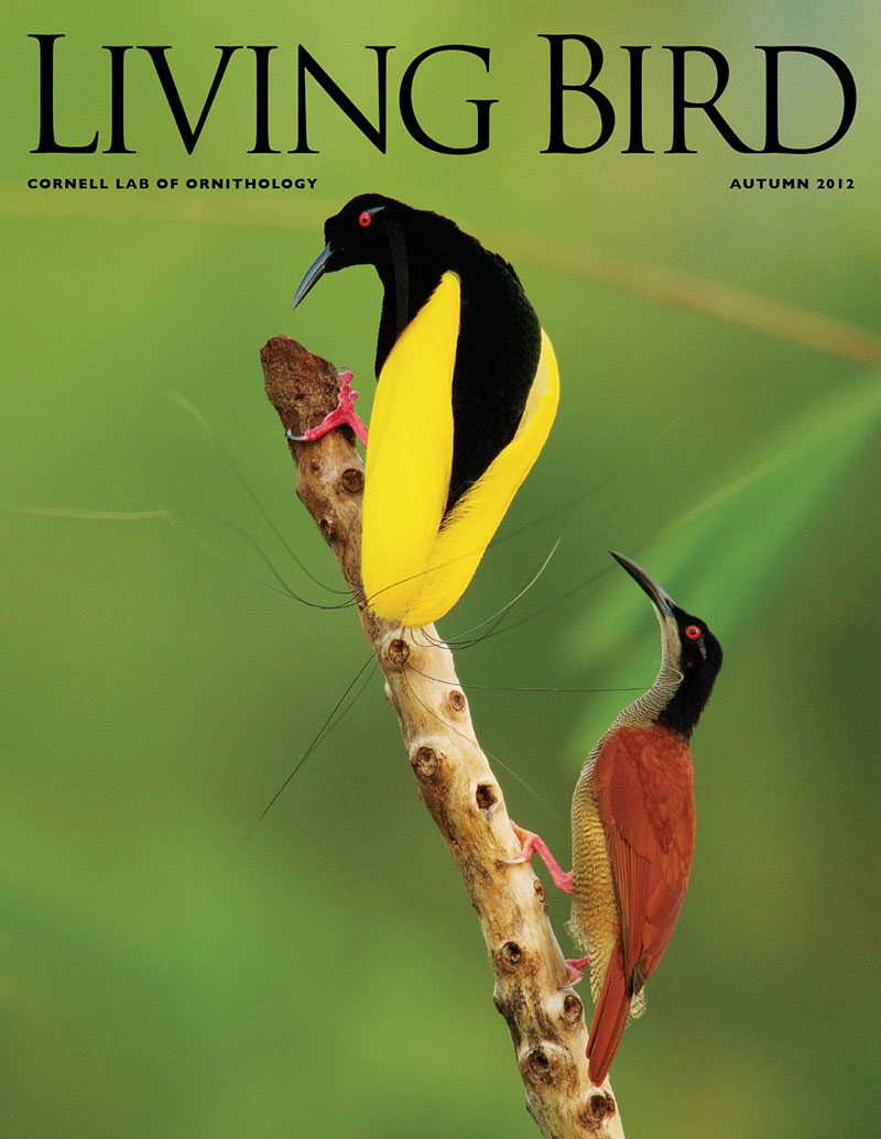 View the Autumn 2012 issue of Living Bird