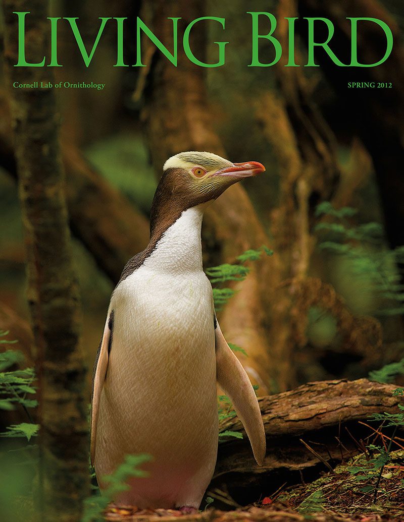 View the Spring 2012 issue of Living Bird