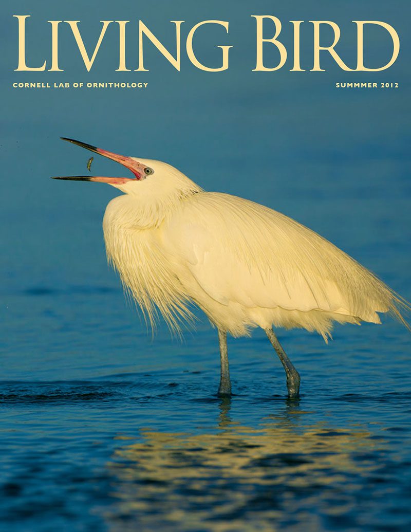 View the Summer 2012 issue of Living Bird