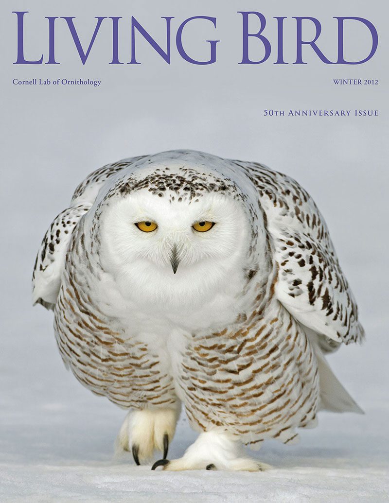 View the Winter 2012 issue of Living Bird