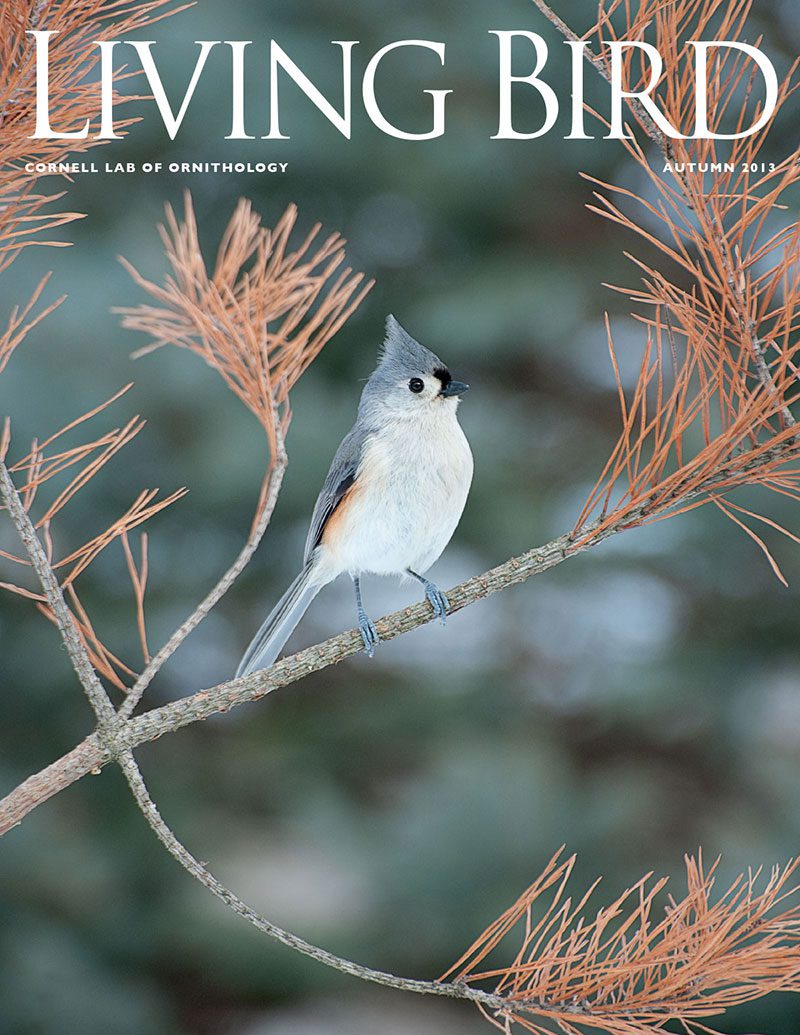 View the Autumn 2013 issue of Living Bird