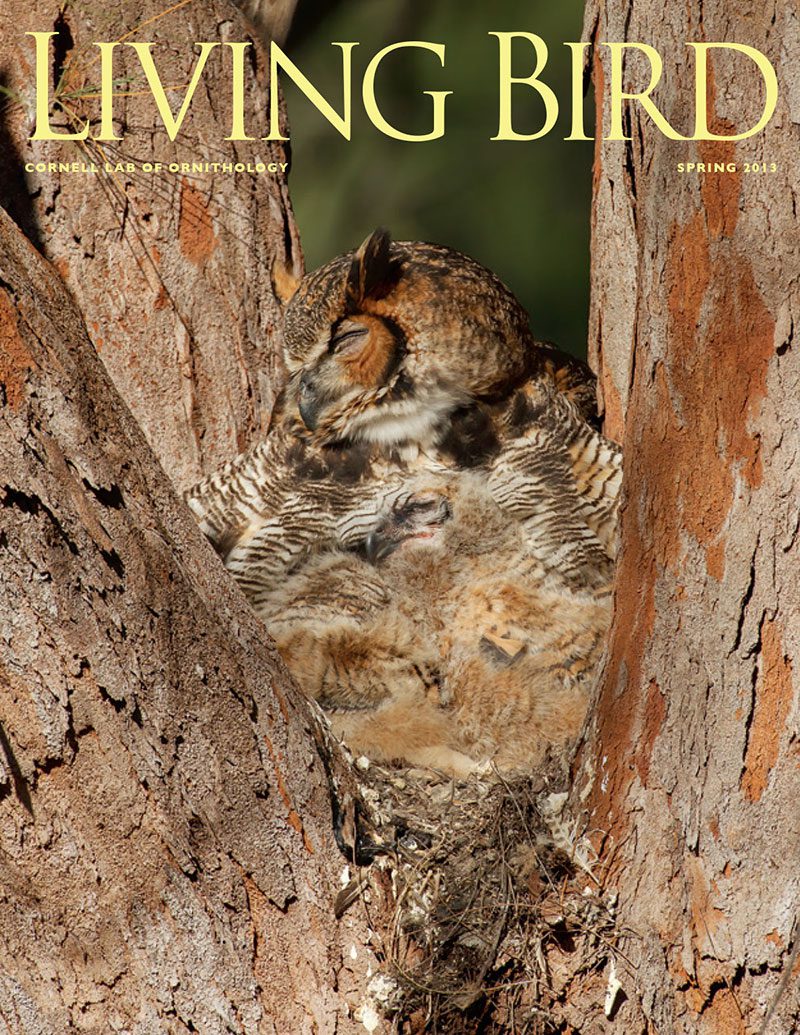 View the Spring 2013 issue of Living Bird