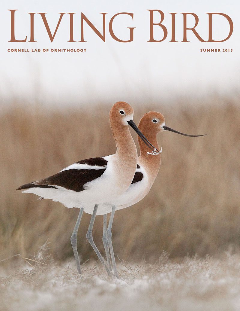 View the Summer 2013 issue of Living Bird