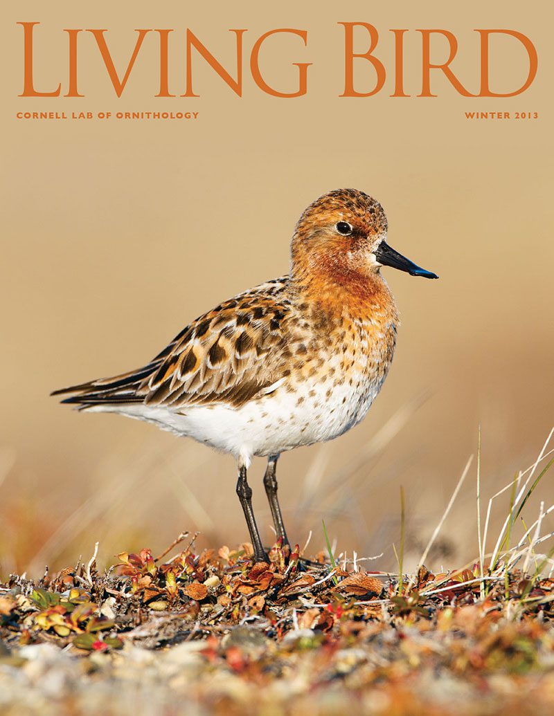 View the Winter 2013 issue of Living Bird