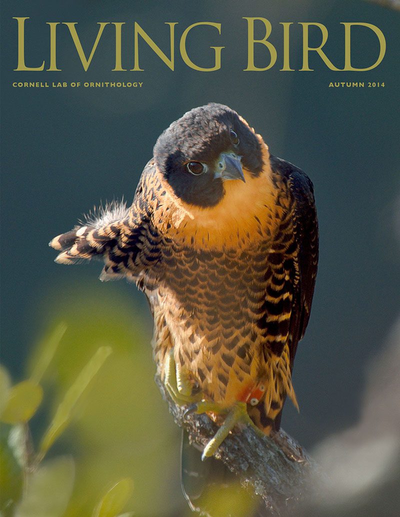 View the Autumn 2014 issue of Living Bird