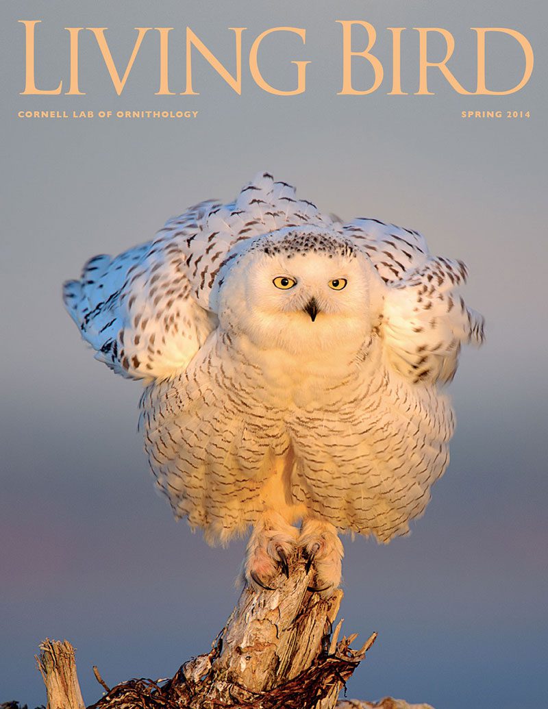 View the Spring 2014 issue of Living Bird