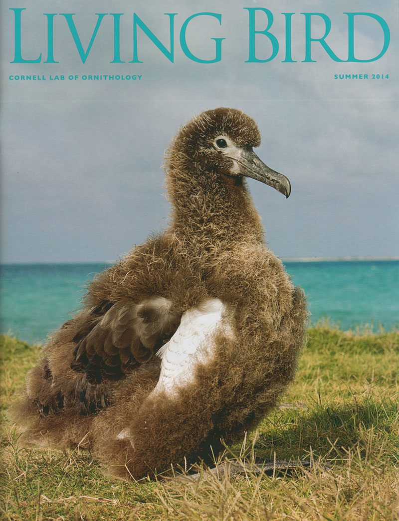 View the Summer 2014 issue of Living Bird