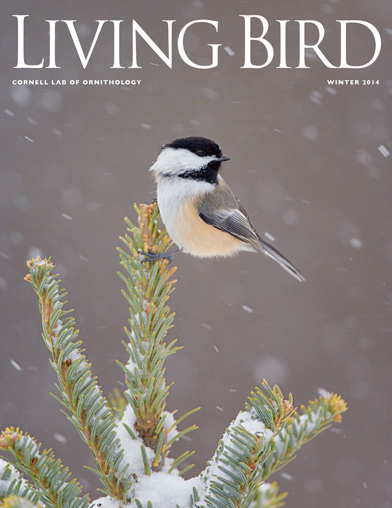 View the Winter 2014 issue of Living Bird