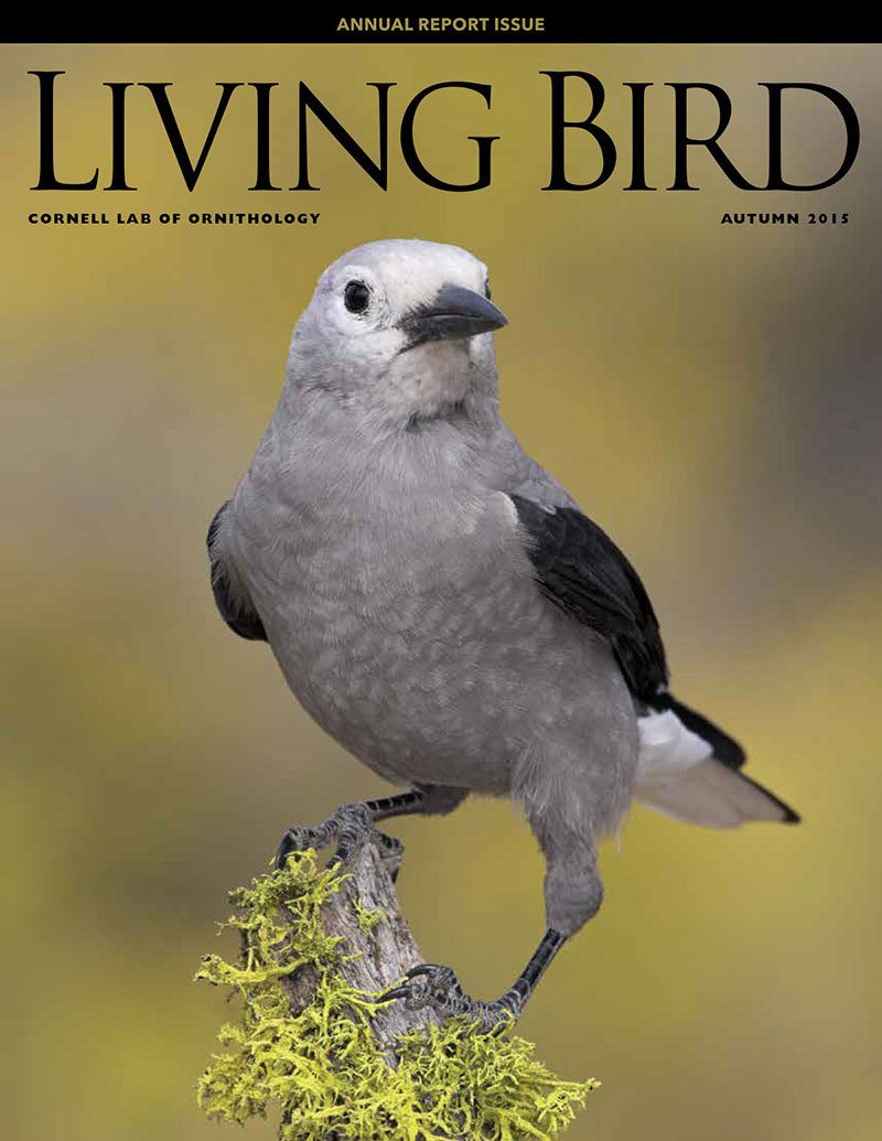 View the Autumn 2015 issue of Living Bird