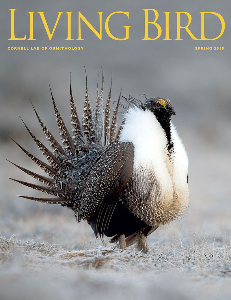 View the Spring 2015 issue of Living Bird