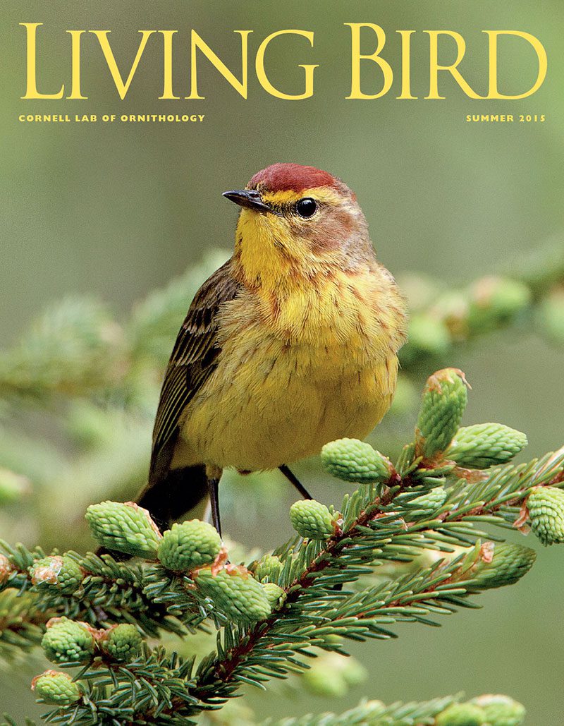 View the Summer 2015 issue of Living Bird