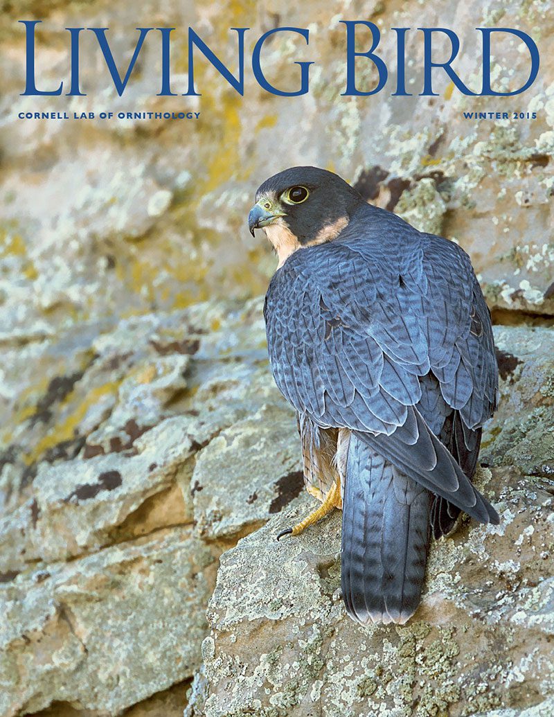 View the Winter 2015 issue of Living Bird