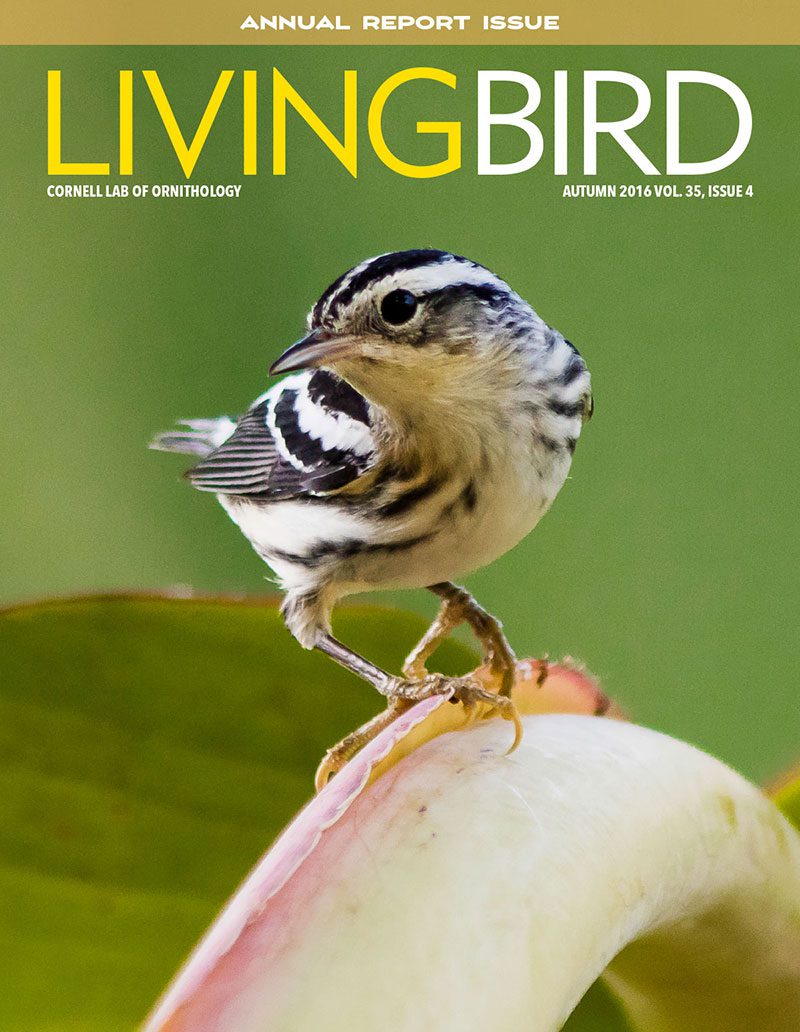 View the Autumn 2016 issue of Living Bird