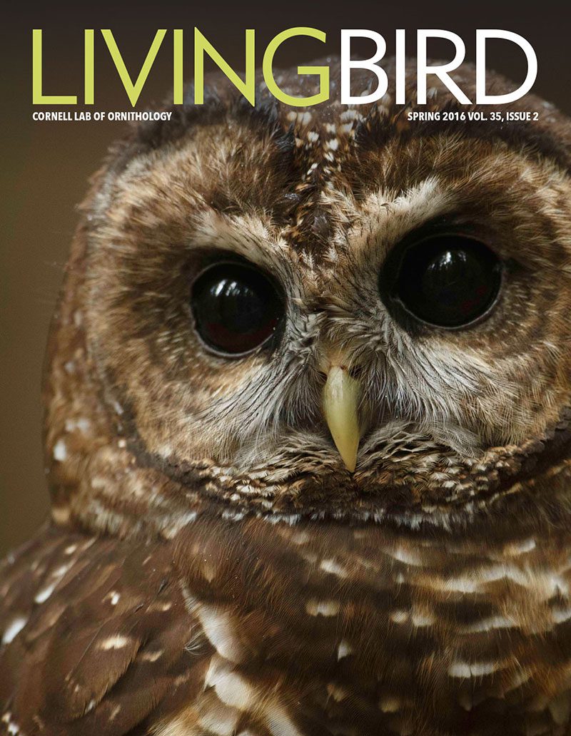 View the Spring 2016 issue of Living Bird