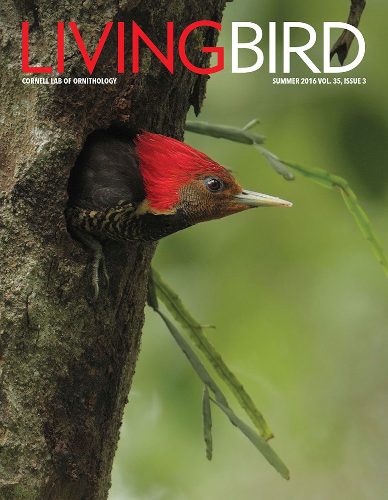 View the Summer 2016 issue of Living Bird