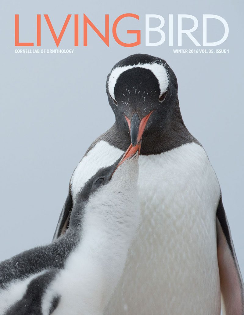 View the Winter 2016 issue of Living Bird