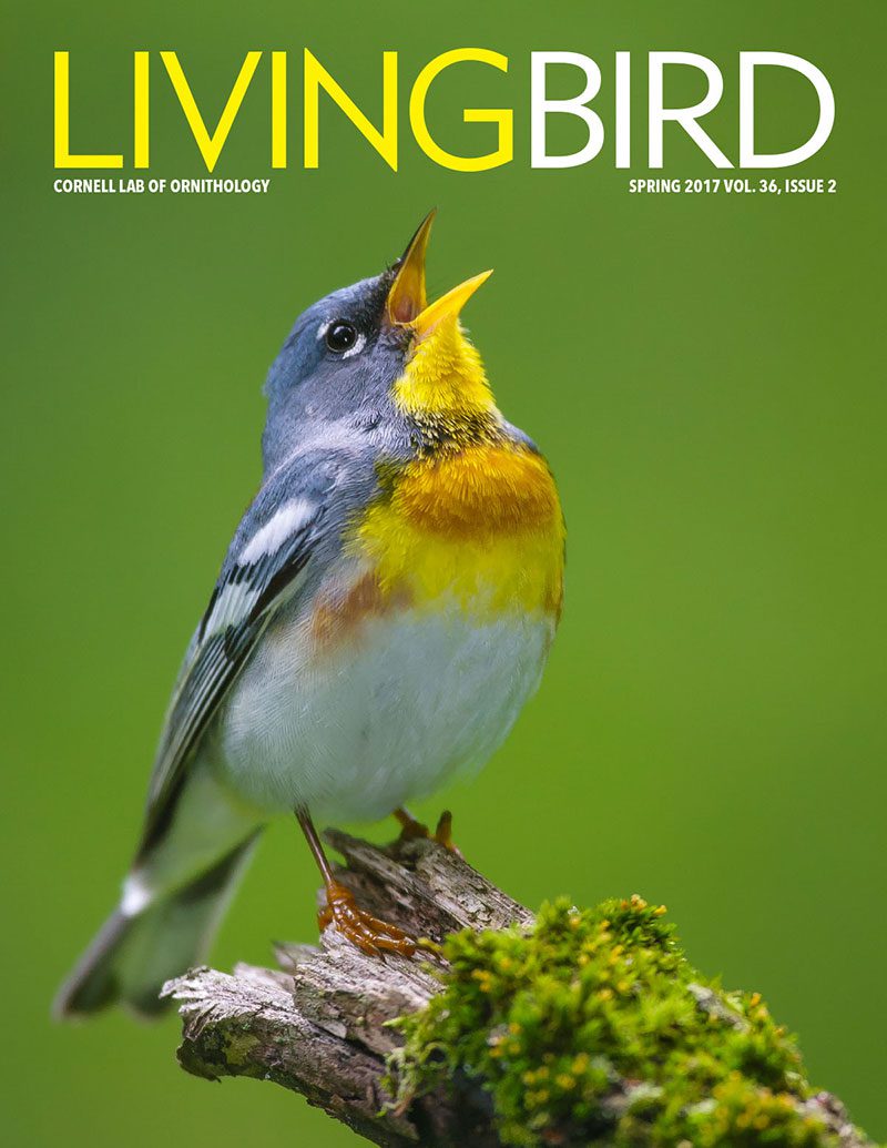 View the Spring 2017 issue of Living Bird