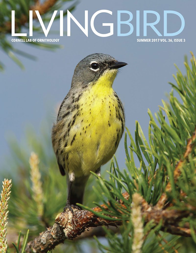 View the Summer 2017 issue of Living Bird