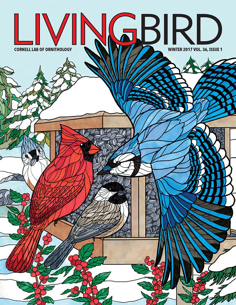 View the Winter 2017 issue of Living Bird