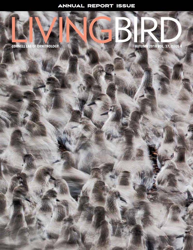 View the Autumn 2018 issue of Living Bird