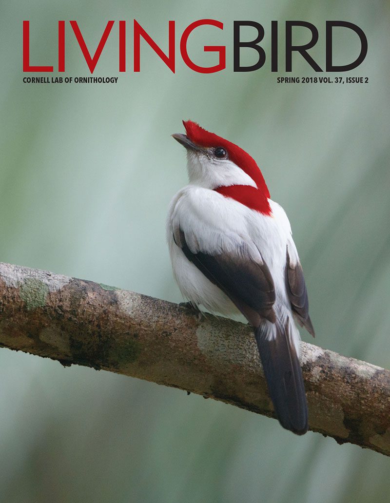 View the Spring 2018 issue of Living Bird