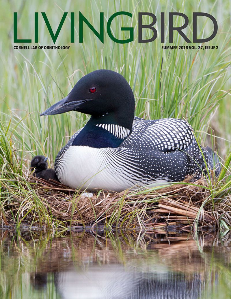 View the Summer 2018 issue of Living Bird