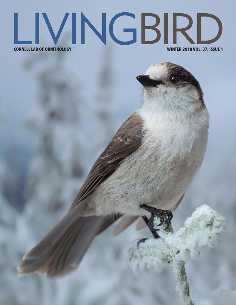 View the Winter 2018 issue of Living Bird