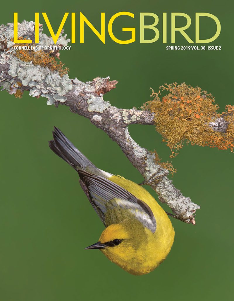 View the Spring 2019 issue of Living Bird