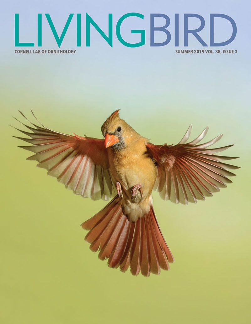 View the Summer 2019 issue of Living Bird