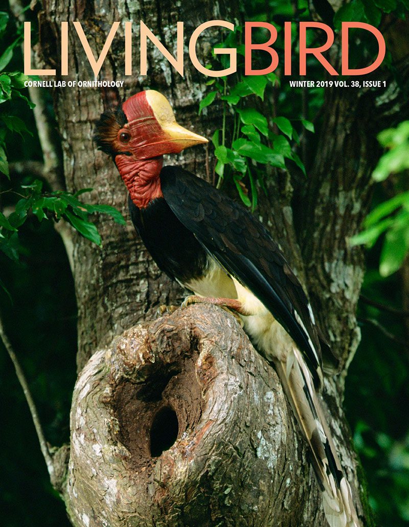 View the Winter 2019 issue of Living Bird