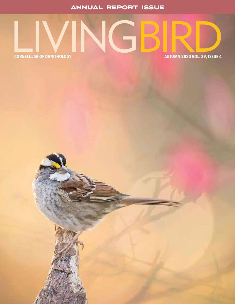 View the Autumn 2020 issue of Living Bird