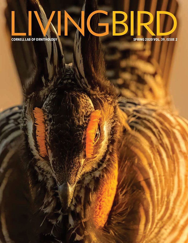 View the Spring 2020 issue of Living Bird