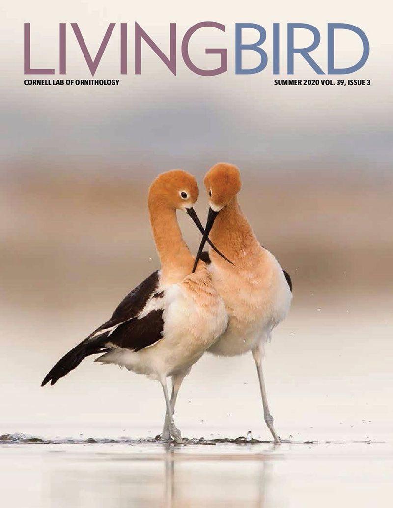 View the Summer 2020 issue of Living Bird