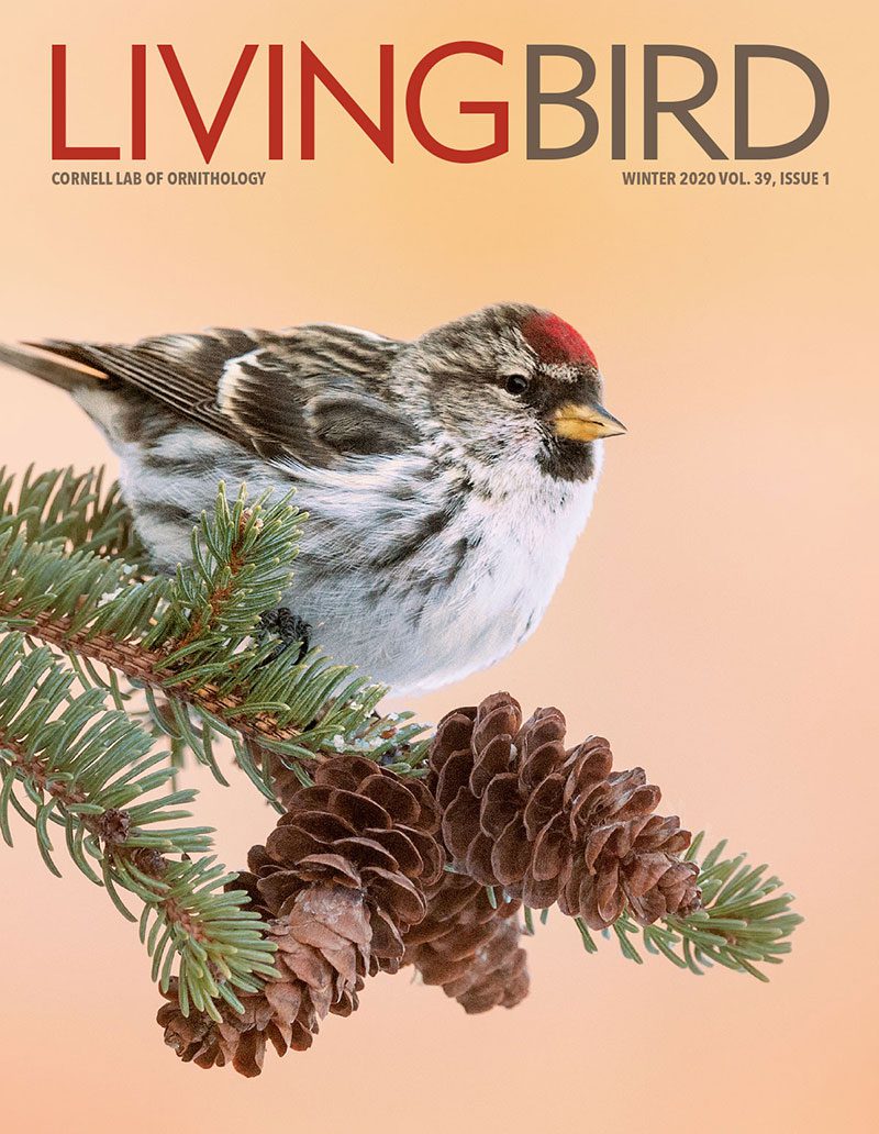 View the Winter 2020 issue of Living Bird