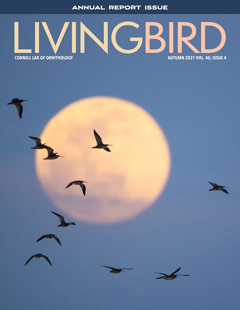 View the Autumn 2021 issue of Living Bird