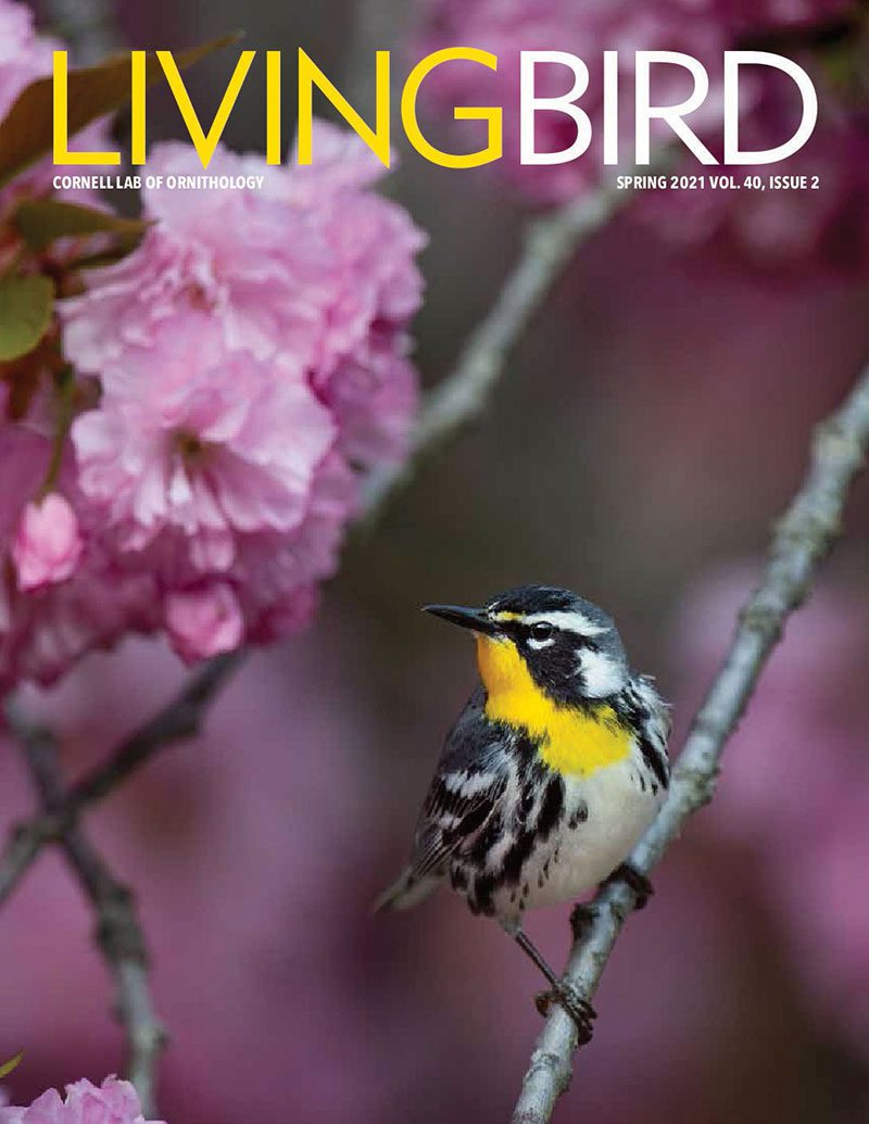 View the Spring 2021 issue of Living Bird