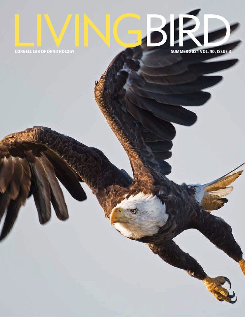 View the Summer 2021 issue of Living Bird