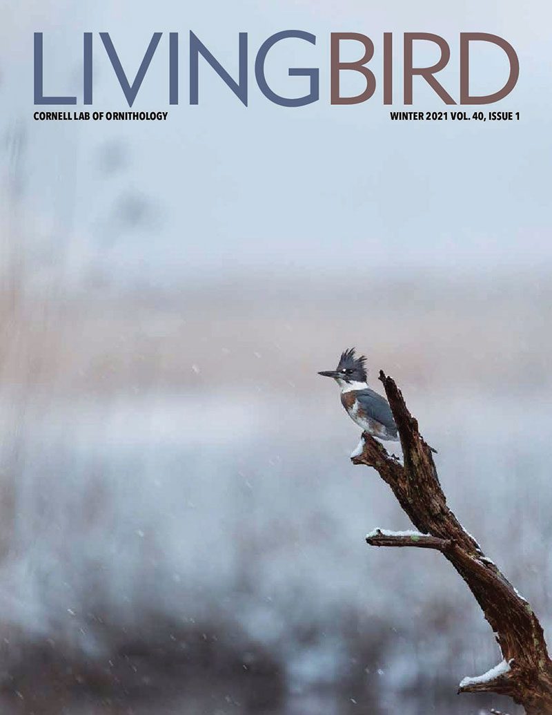 View the Winter 2021 issue of Living Bird