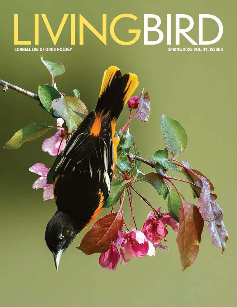 View the Spring 2022 issue of Living Bird