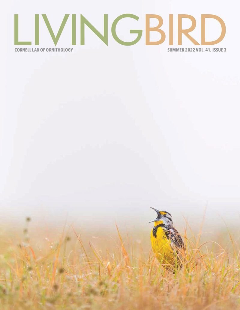 View the Summer 2022 issue of Living Bird