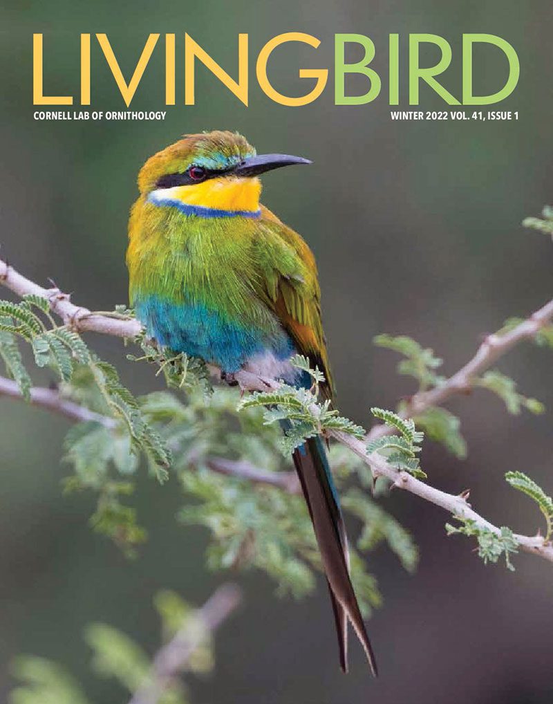 View the Winter 2022 issue of Living Bird