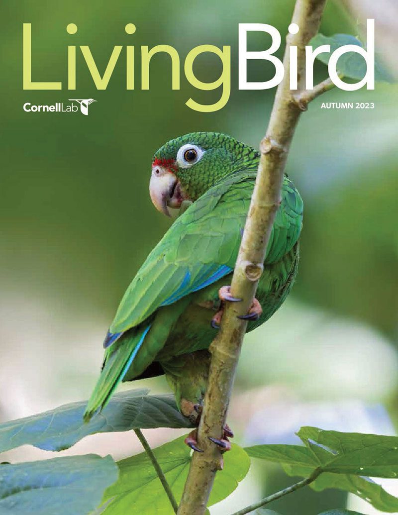 View the Autumn 2023 issue of Living Bird