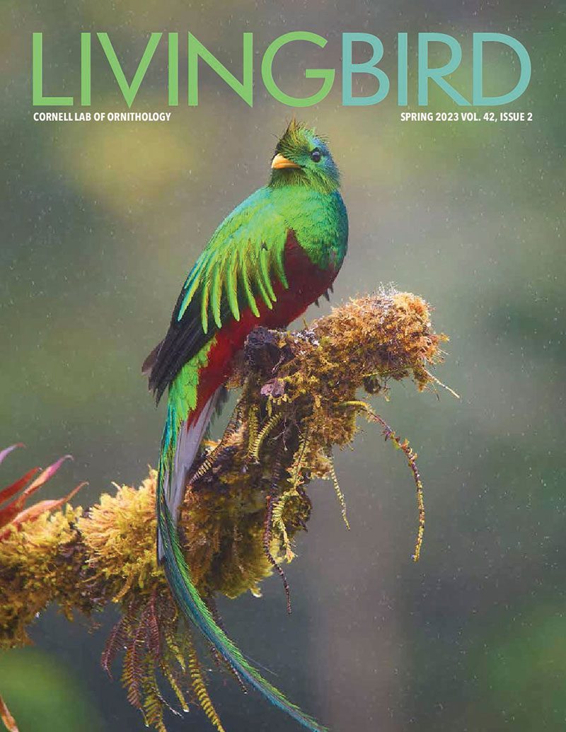 View the Spring 2023 issue of Living Bird